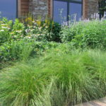 LaPorte County Prairie Dropseed mid-summer