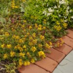 A carpet of Sedum at Hyde Park Garden Renovation