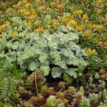 Sedum texture at patio edges Hyde Park Garden Renovation