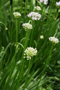 Nodding Onion at Lincoln Park Garden