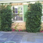 Flossmoor Bluestone Patio and climbing hydrangea