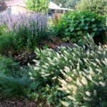 Clethra Blooms at LaPorte County Garden