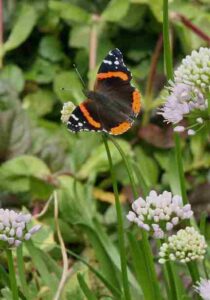 Pollinator Lincoln Park Garden