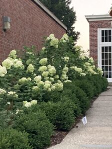 Hydrangea Little Lime