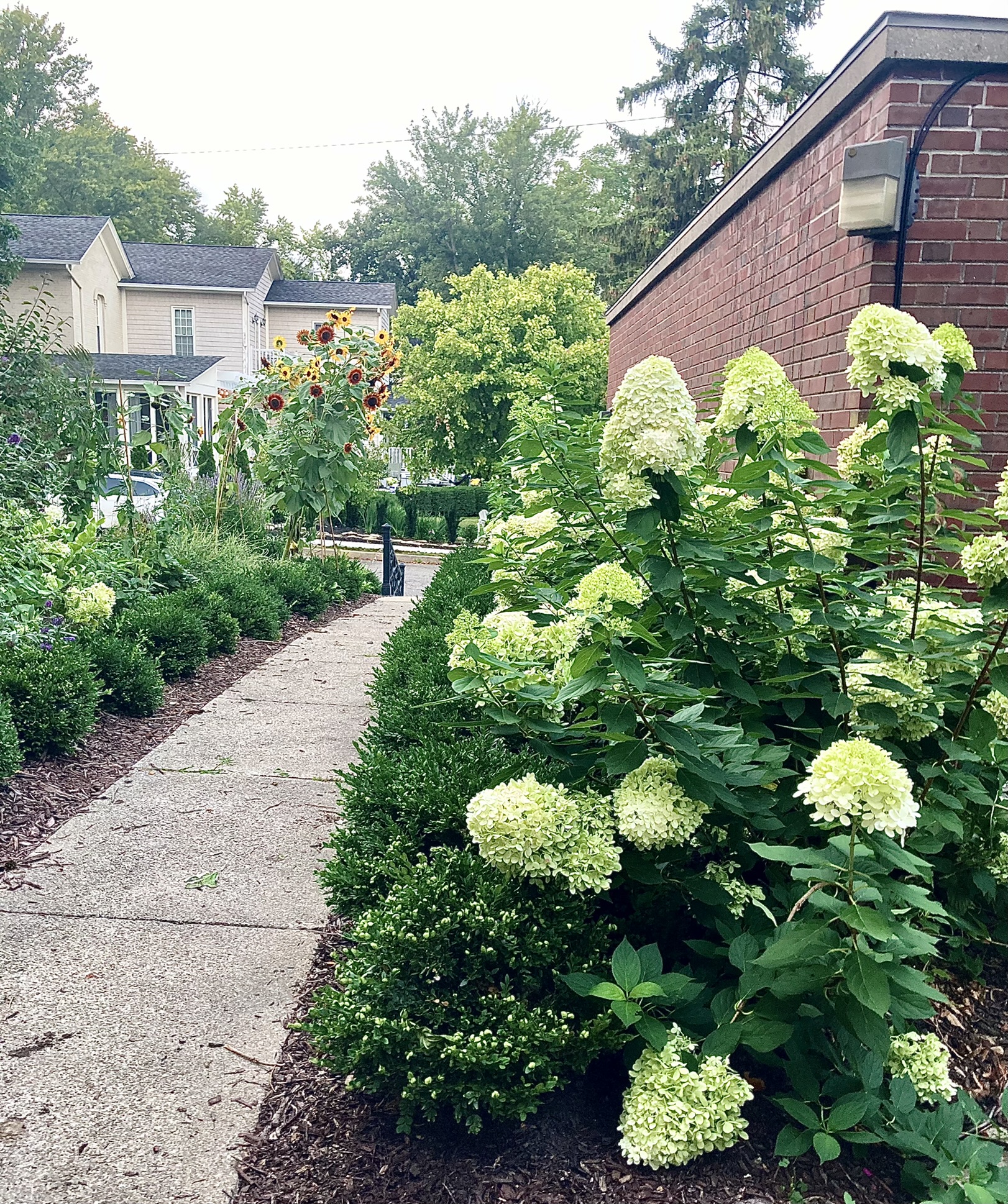 Late summer Little Limelight Hydrangea beauty