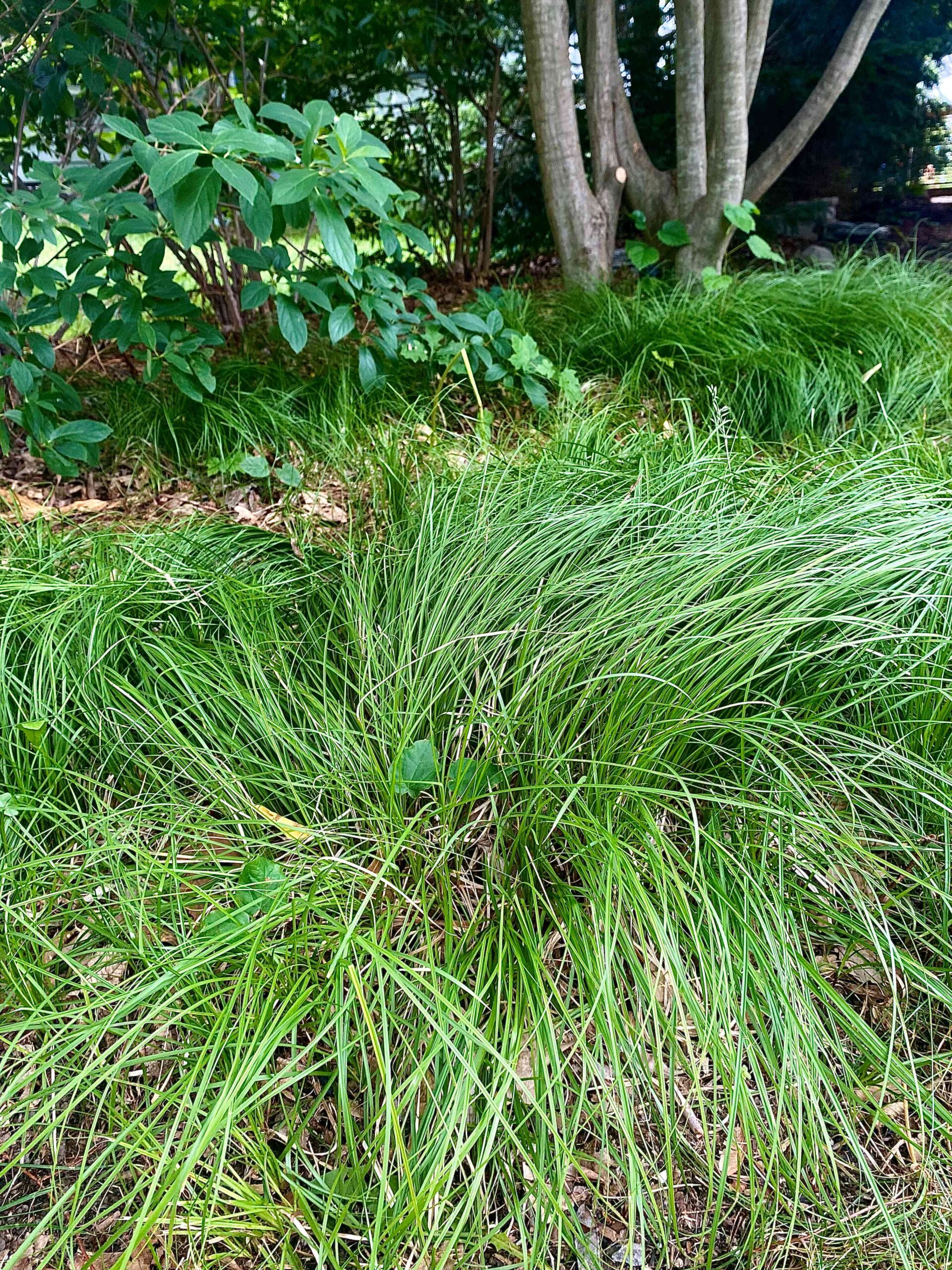 If there was *one* shade plant I wish more people would swoon over …