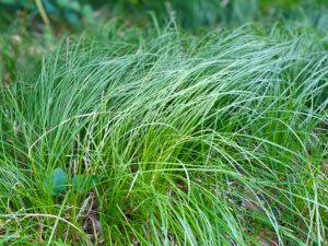 Upclose beauty shot of penn sedge.