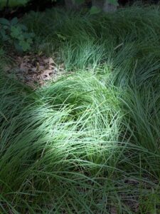 Dreamy shot of Carex pennsylvanica.