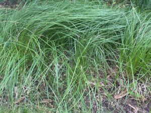 Rich textures from Carex pennsylvanica.