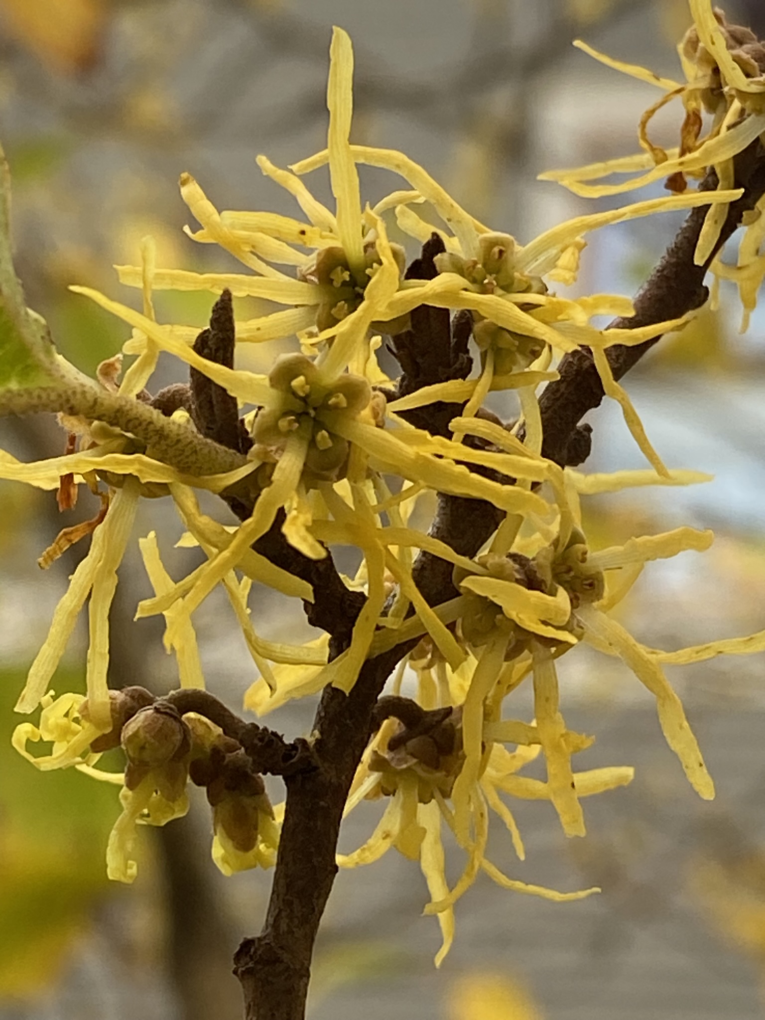 Witch Hazel for our first born …and for pollinators