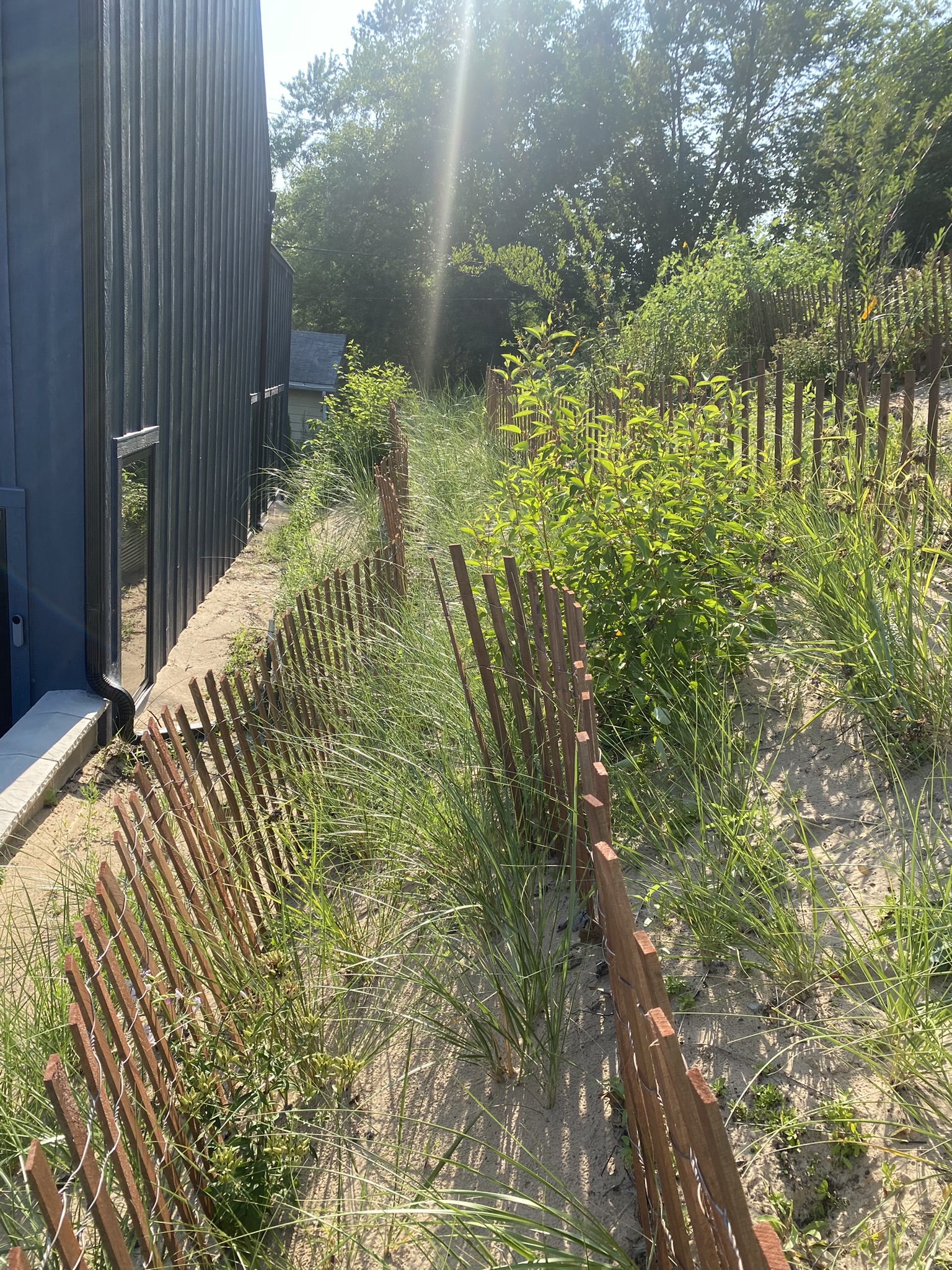 Dune grass at Miller Beach site